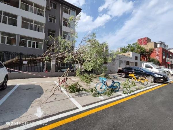 好牛配资 大树连根拔起 社区紧急处置