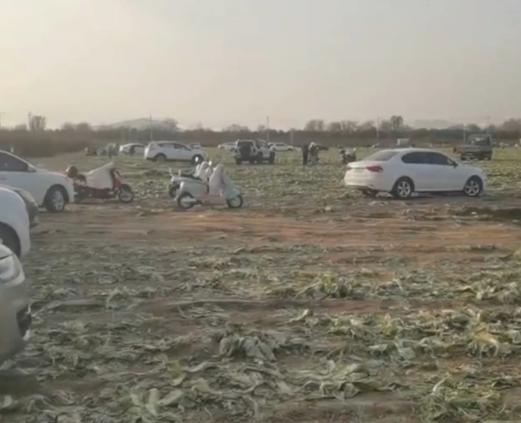 鹰眼策略 一则谣言毁了近200亩白菜，损失逾百万！责任谁担？